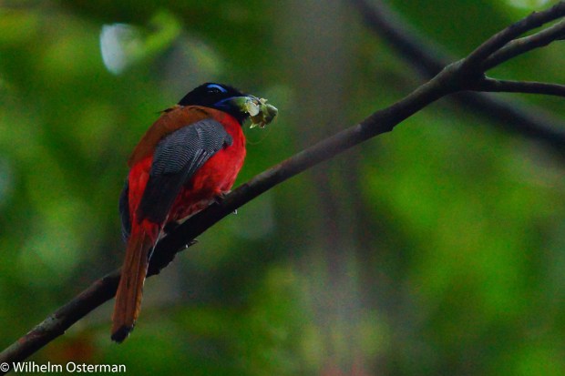 A scarlet rumped trongon (harpactes duvaucelii) that has caught a tasty meal!